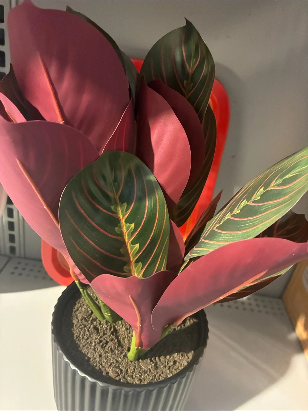 Artificial Red Calathea Plant in Black Ribbed Pot